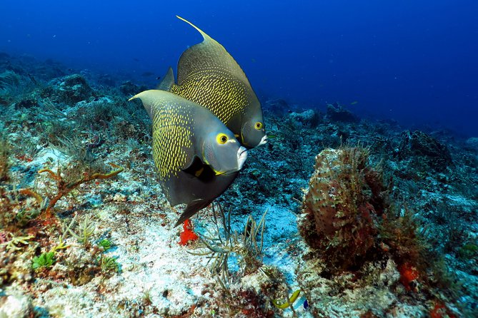2-Tank Morning or Afternoon Dives in Playa Del Carmen Certified Divers Only