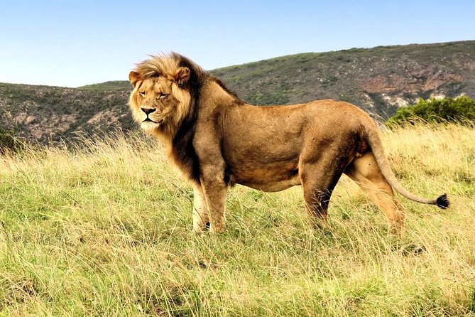 3 Day Garden Route Highlights and Safari With Private Transfers - Private Transfers Explained