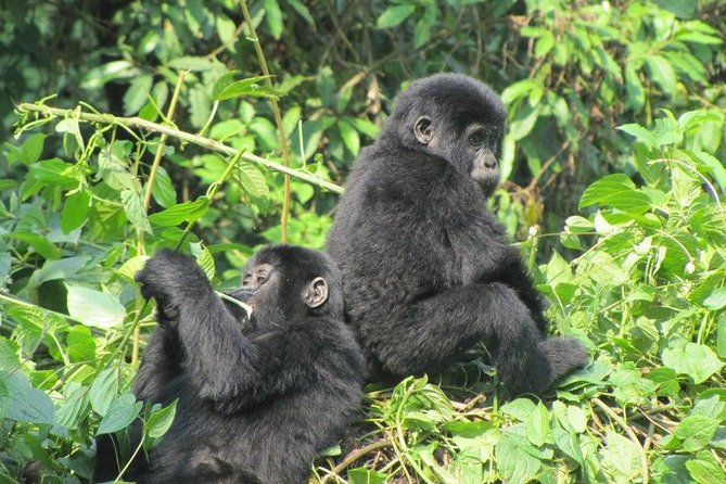 3-Day Gorilla Trekking Budget Safari in Uganda