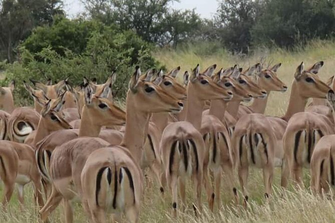 3 Day Kruger National Park Safari & Panorama Route
