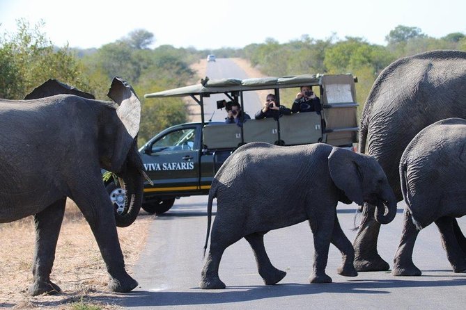 3 Day Lodge/Treehouse Kruger National Park Safari - Overview and Highlights