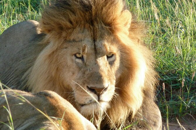 3 Day Maasai Mara Shared Safari