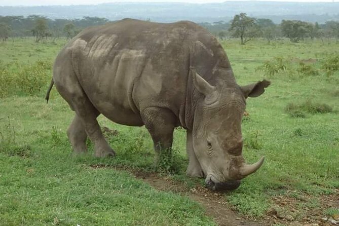 3-Day Masai Mara Budget Camping Safari