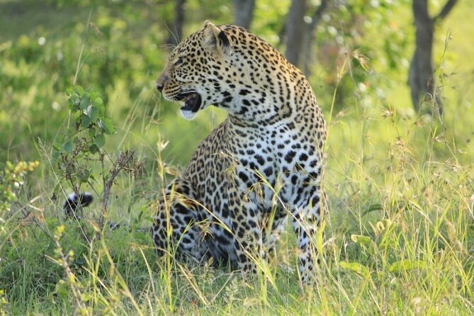 3-Day Masai Mara Group Joining Safari Adventure