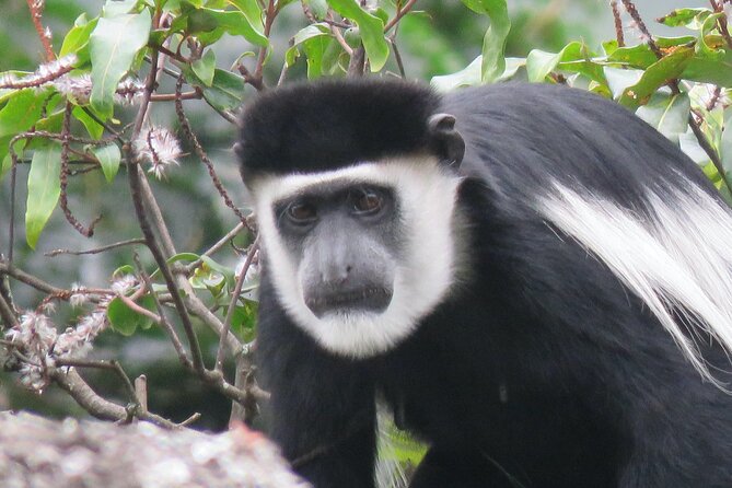 3 -Day Private Gorilla Trekking Safari in Bwindi Forest