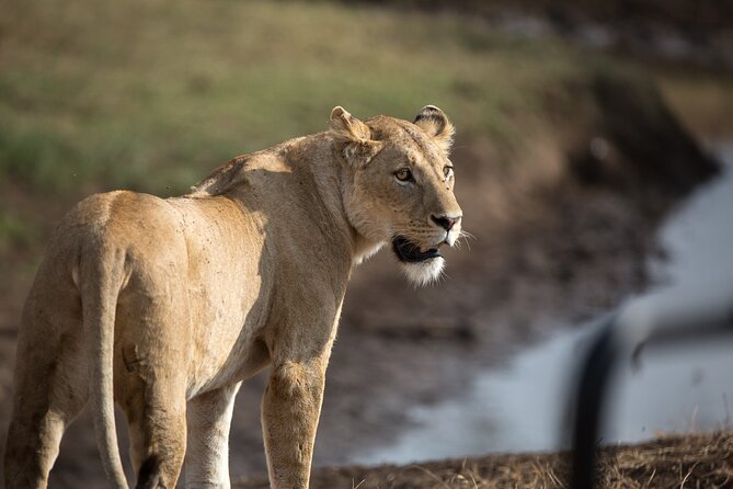 3 Day Private Serengeti Safari Tour With One Way Flight