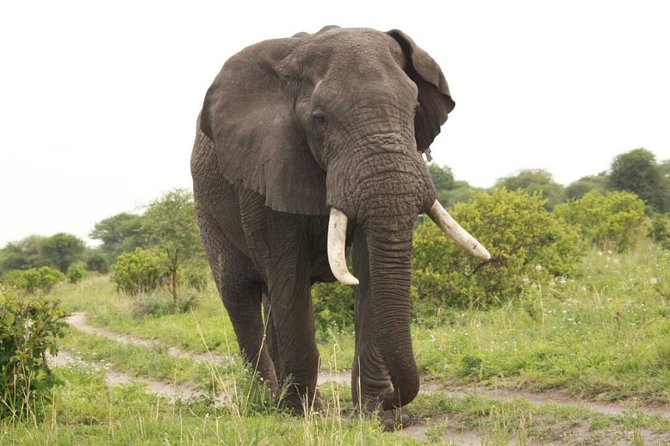 3-Day Tarangire, Ngorongoro Crater, Manyara Park