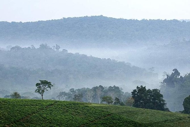 3-Day Tour to Uganda - Gorilla Trekking Bwindi Forest - Highlights of the Experience
