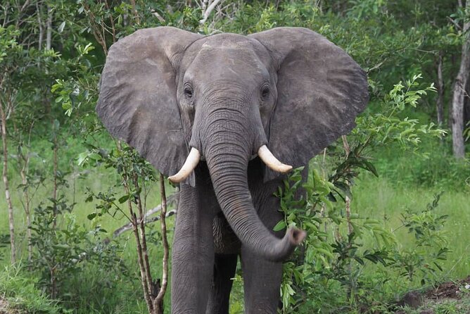 3 Days 2 Nights Private Safari Tour in Mikumi - Included Amenities