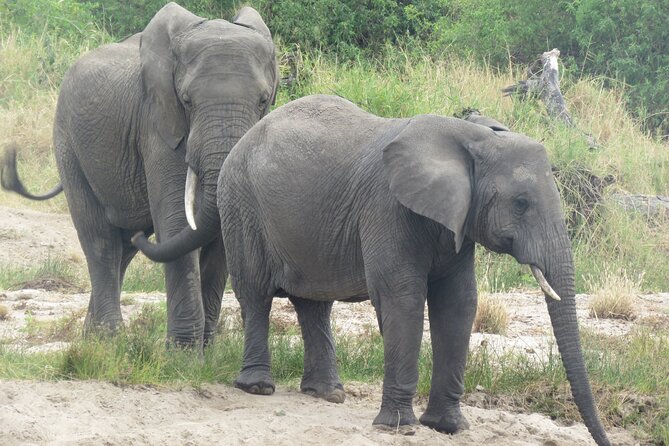 3-Days 2-nights Tanzania Midrange Group Join Safari