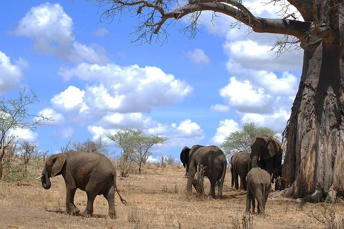 3 Days Amzing Safari in Tarangire and Nngorongoro