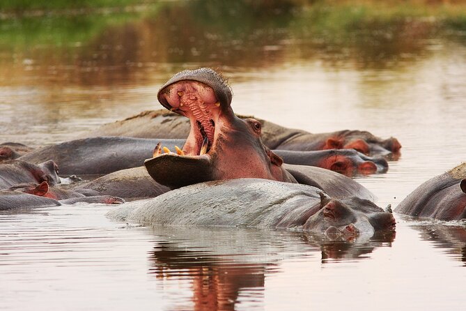 3 Days Big Five Unforgetable Lodging Tanzania Safari