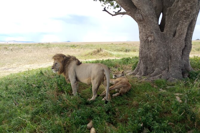 3 Days Exploring Serengeti & Ngorongoro Crater From Arusha - Tour Overview