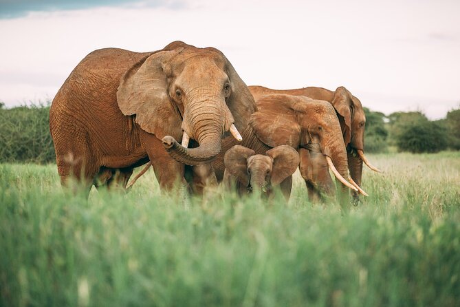 3-Days Lodge Safari in Tarangire, Ngorongoro Crater & Lake Manyara