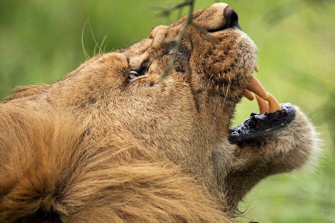 3 Days Luxury Lodge Safari in Tanzania