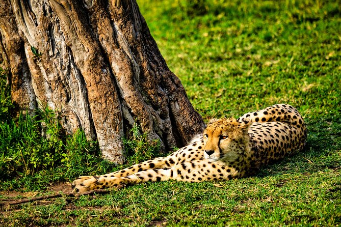 3 Days Maasai Mara Migration Safari