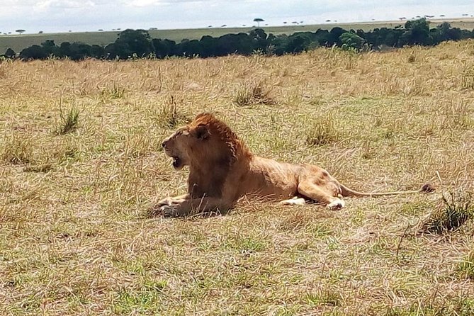 3 Days Maasai Mara Safari From Nairobi