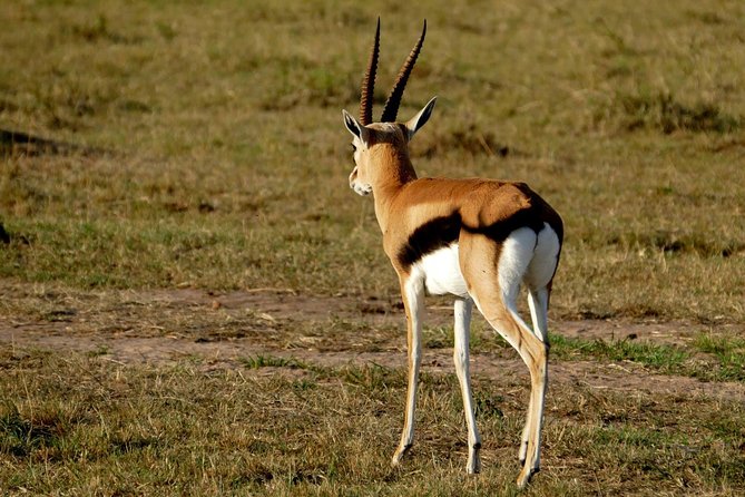3 Days Maasai Mara Wildebeest Migration Safari - Safari Overview