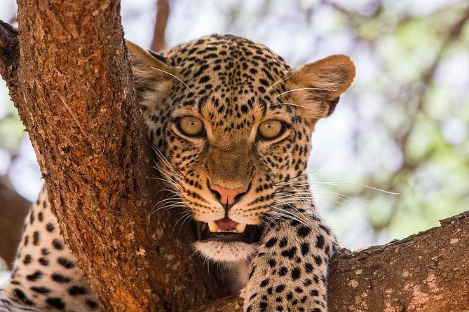 3 Days Masai Mara
