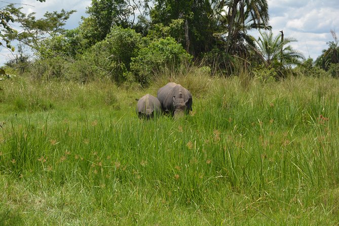 3-Days Murchison Falls Vacation Including Big 5 Sighting!