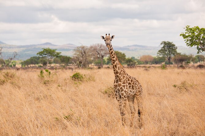 3 Days Private Mikumi National Park Wildlife Encounter Safari Tour - Highlights of Mikumi National Park