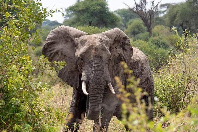 3 Days Safari Adventure to Serengeti and Ngorongoro in Tanzania, Africa
