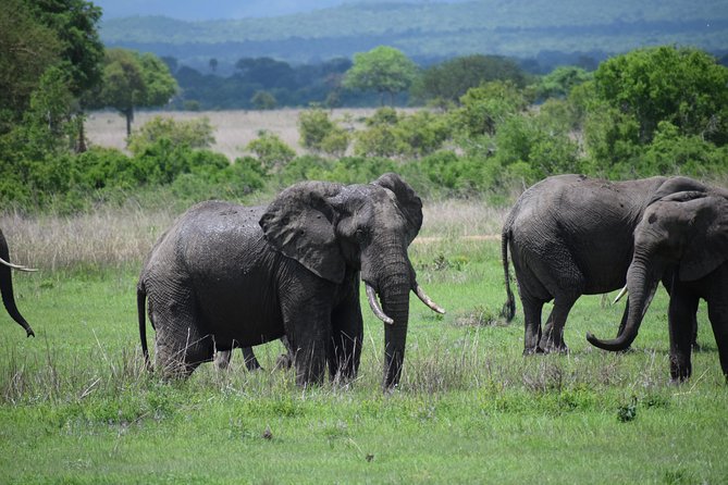 3 Days Safari to Mikumi and Udzungwa