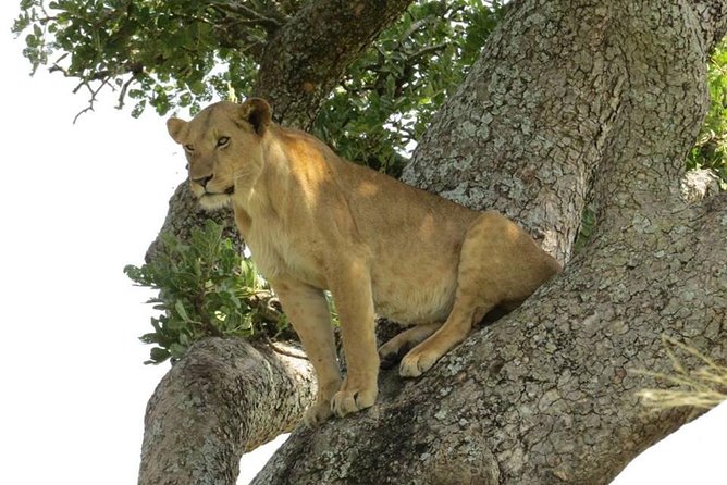 3-Days Safari to Murchison Falls National Park With Rhino Sanctuary Hike