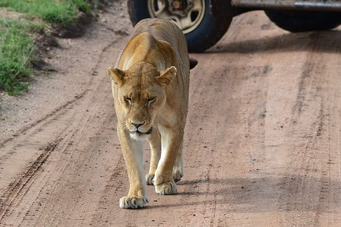 3 Days Tarangire, Ngorongoro & Lake Manyara Package