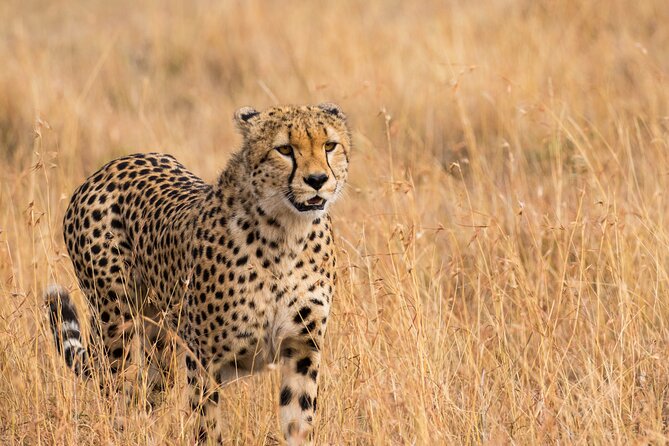 3 Days Tour Masai Mara Safari From Nairobi