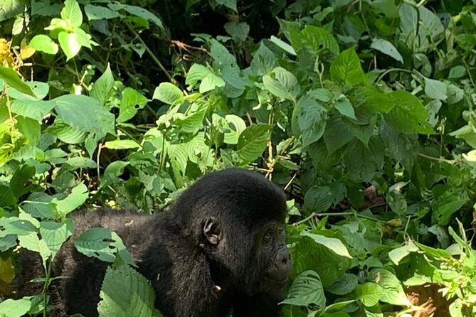 3 Days Uganda Gorilla Trek Safari Tour