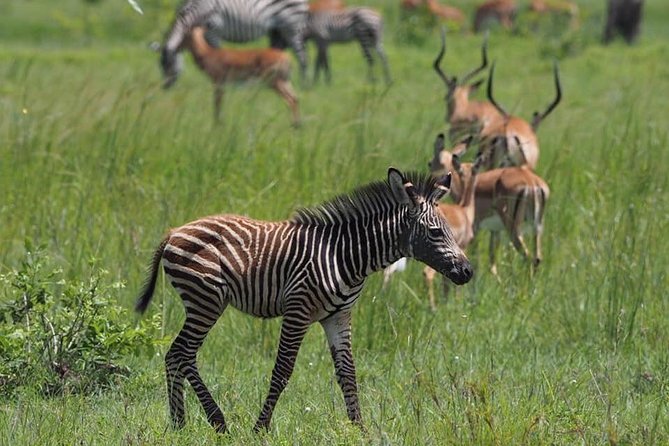 3 Days Unique Safari Selous Game Reserve Tanzania