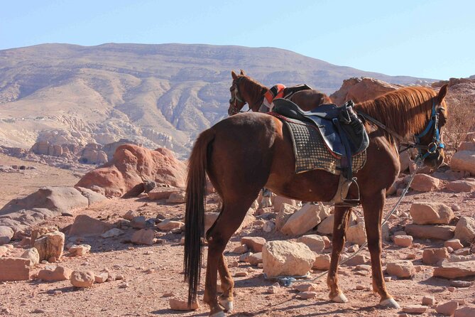 3 Hour Horse Riding Adventure Around the Petra Area