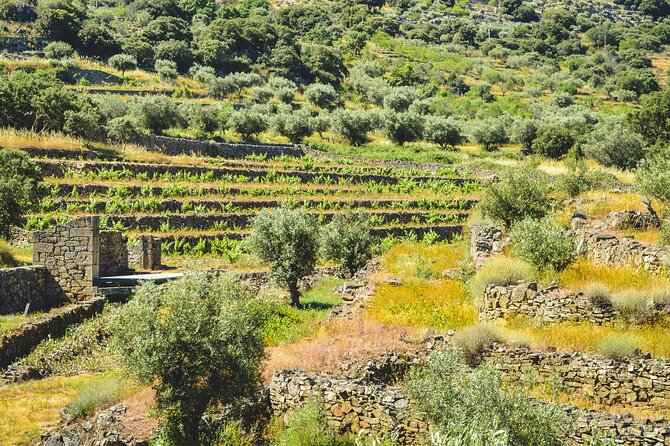 3-Hour Private Wine Tasting in Quinta Da Vineadouro With Lunch - Private Wine Tasting Experience