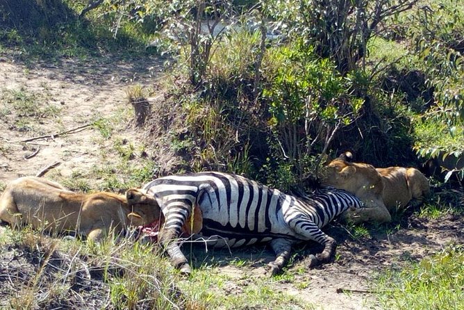 3DAYS 2nights Masai Mara Group Joining Safari