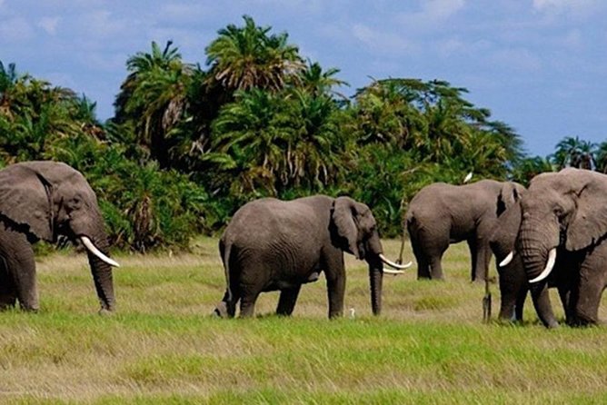 3days Masai Mara Best of Lodge Safari