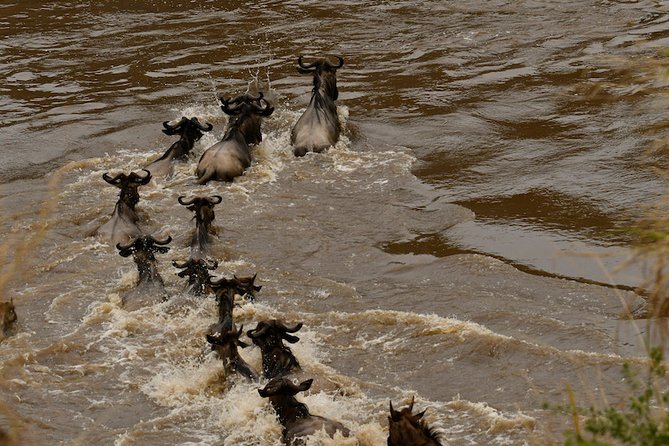 3days Masai Mara Private Safari With a 4×4 Land Cruiser Jeep