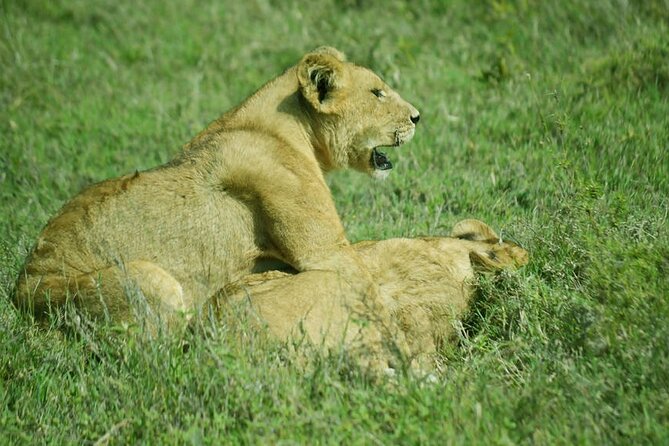 4-Day Camping on the Big Five Private Safari