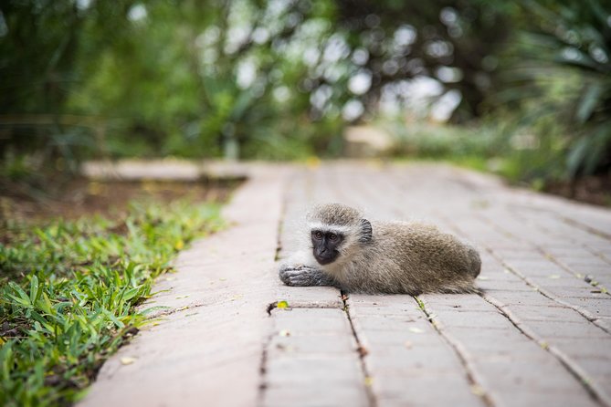 4 Day Classic Kruger National Park Safari