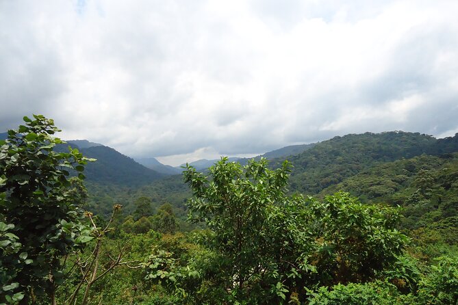 4-Day Gorilla & Chimpanzee Trekking Luxury Fly-in Tour in Uganda