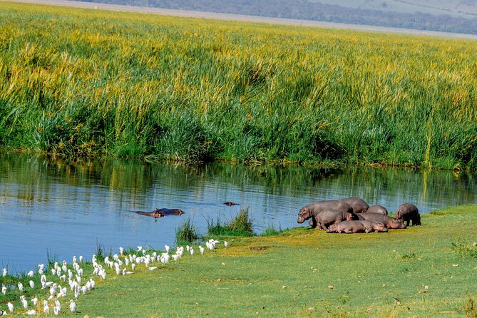 4-Day Group Joining Safari in Tanzania | Shared Safari