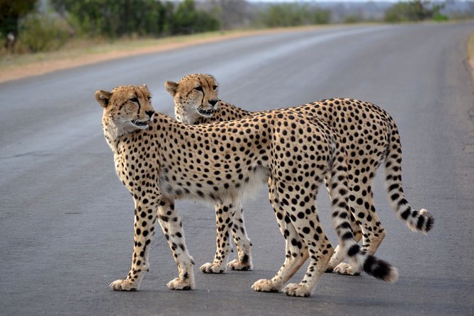 4-Day Kruger National Park Safari From Johannesburg - Tour Overview