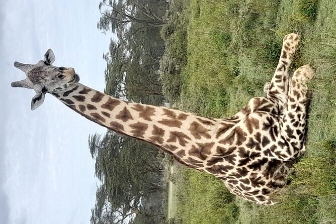 4-Day Masai Mara, L Naivasha and L Nakuru Safari - Day-by-Day Itinerary