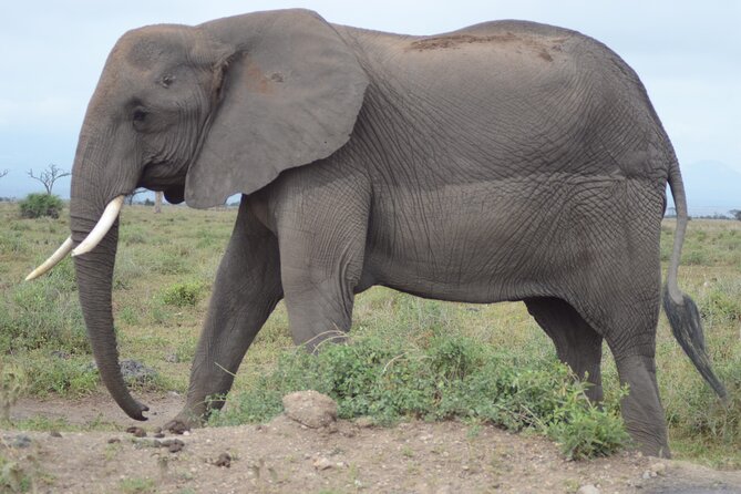 4 Day Private Masai Mara Flight Safari Tour From Nairobi - Overview of the Tour