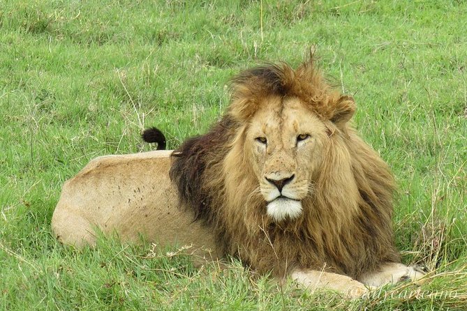 4-Day Safari From Arusha: Tarangire, Serengeti and Ngorongoro