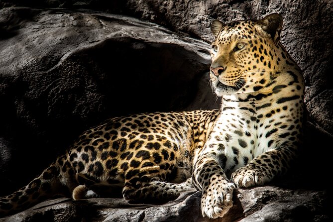 4 Day Safari- Tarangire,Ngorongoro and Serengeti - Safari Overview