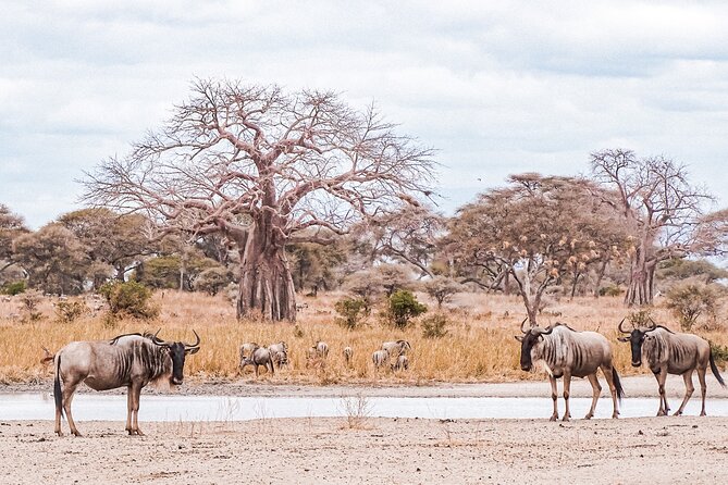4-Day Shared Safari Tour With Complete Meals - Tour Highlights