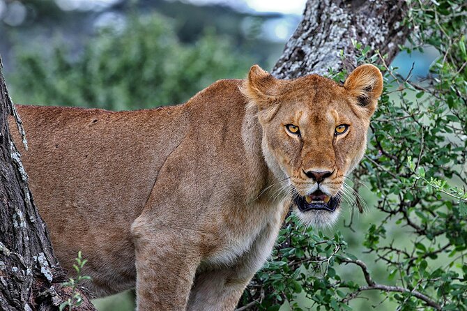 4-Day Small-Group Safari in Tarangire, Ngorongoro and Serengeti