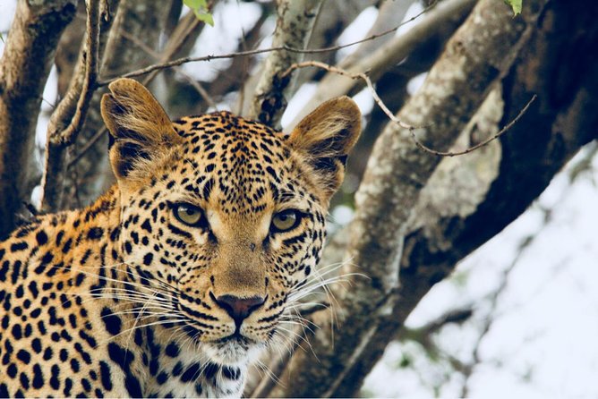4-Day Unforgettable Kruger Park Safari & Panorama Route Tour - Inclusions and Benefits