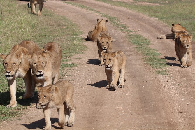 4 Days 3 Nights Tanzanian Budget Safari Tour